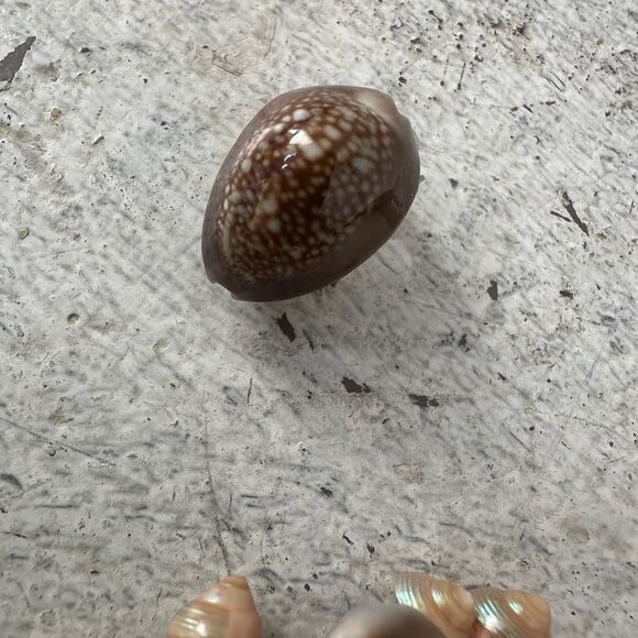 Vintage 50s/60s Seashell Clip On Earrings And Bracelet Set READ - Picture 2 of 7